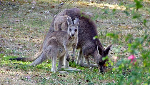 roos