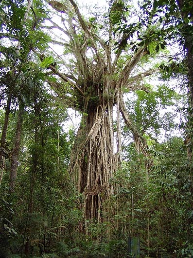 cathedral gum tree